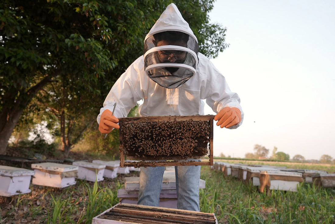 BeeBlend beekeeper holding a frame covered in bees