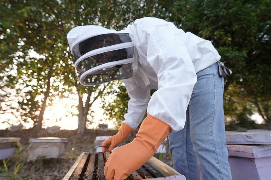 BeeBlend beekeeper inspecting a hive at sunset