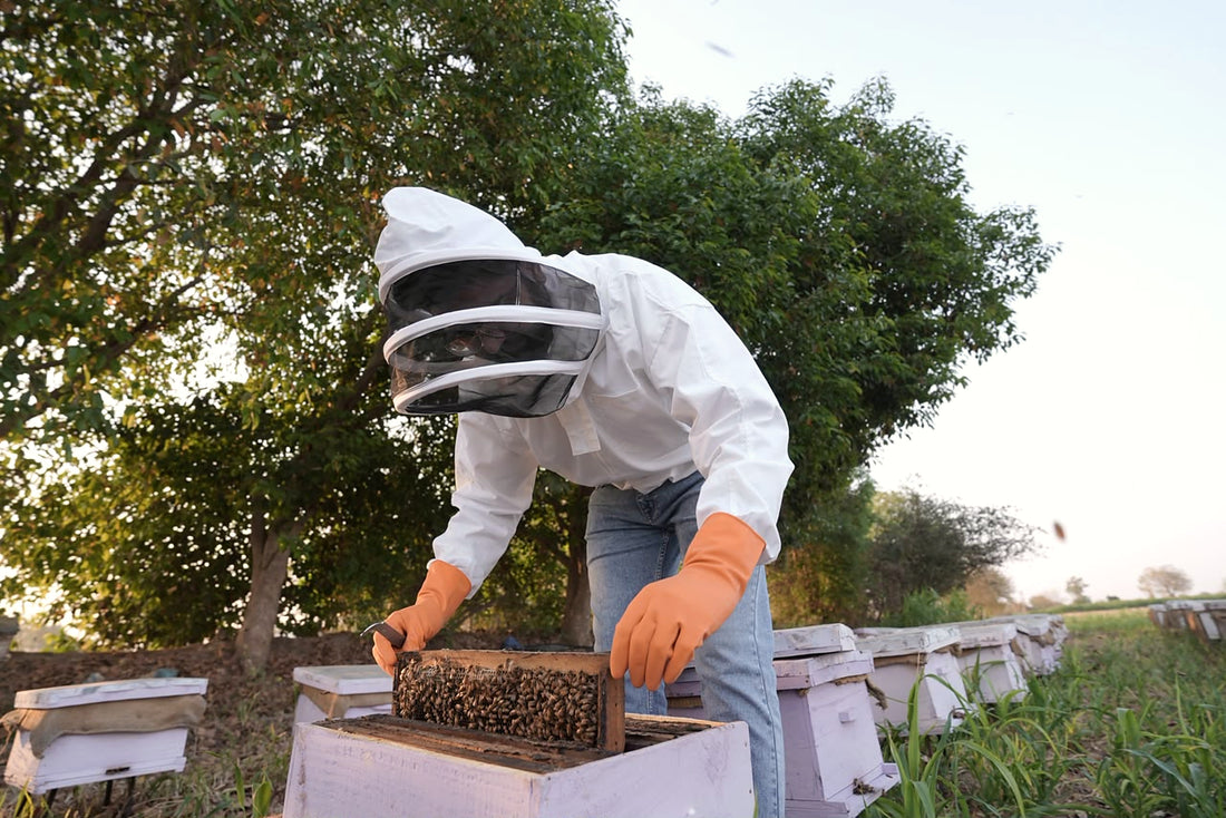 BeeBlend beekeeper lifting a frame of bees from the hive
